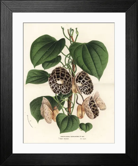 Framed Print : Dutchmans pipe species, Aristolochia ruiziana Framed Print : Dutchmans pipe species, Aristolochia ruiziana