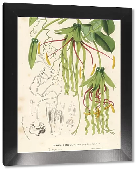 Cobaea penduliflora