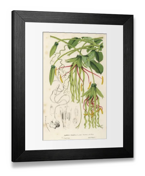 Framed Print : Cobaea penduliflora Framed Print : Cobaea penduliflora