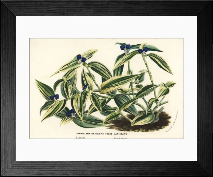 Framed Print : Virginia dayflower, Commelina virginica Framed Print : Virginia dayflower, Commelina virginica