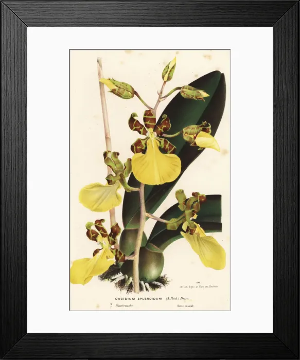 Framed Print : Trichocentrum splendidum Framed Print : Trichocentrum splendidum