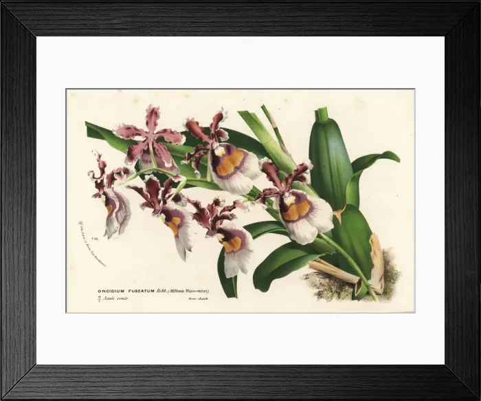 Framed Print : Oncidium fuscatum orchid