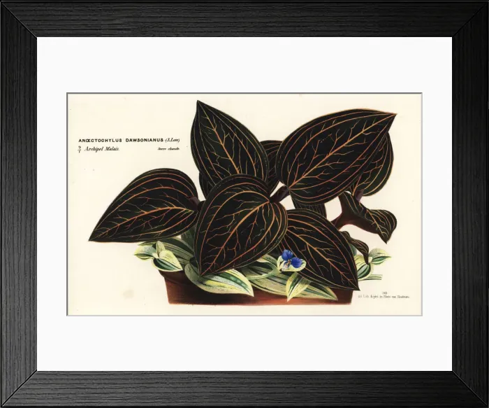 Framed Print : Ludisia discolor orchid Framed Print : Ludisia discolor orchid
