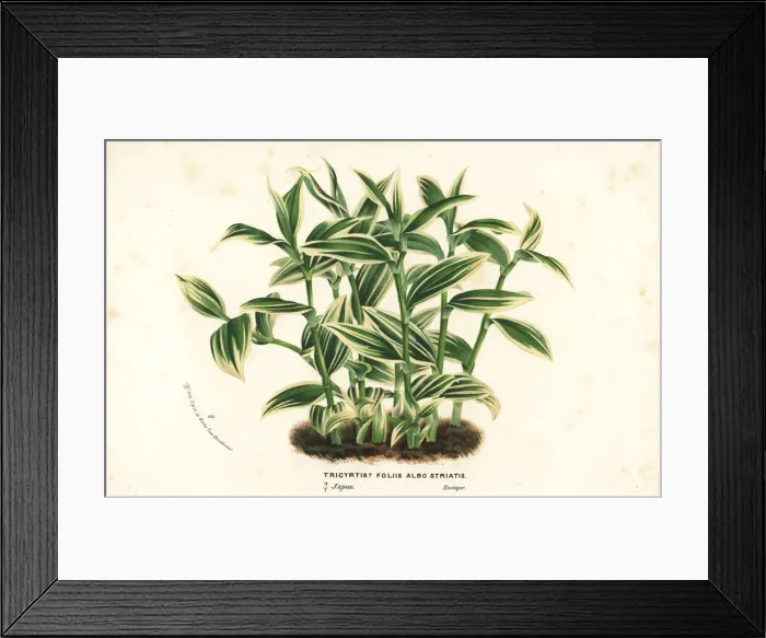 Framed Print : Toad lily, Tricyrtis species Framed Print : Toad lily, Tricyrtis species