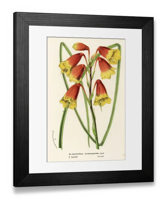 Framed Print : Christmas bells, Blandfordia cunninghamii Framed Print : Christmas bells, Blandfordia cunninghamii