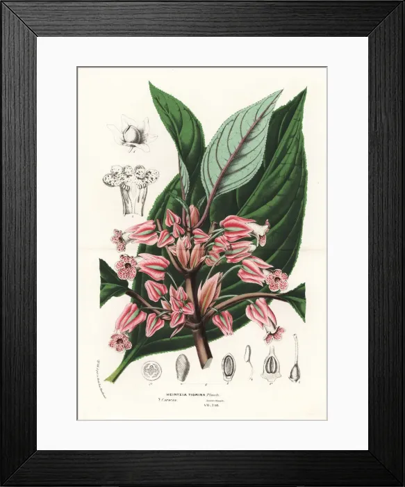 Framed Print : Crantzia tigrina Framed Print : Crantzia tigrina