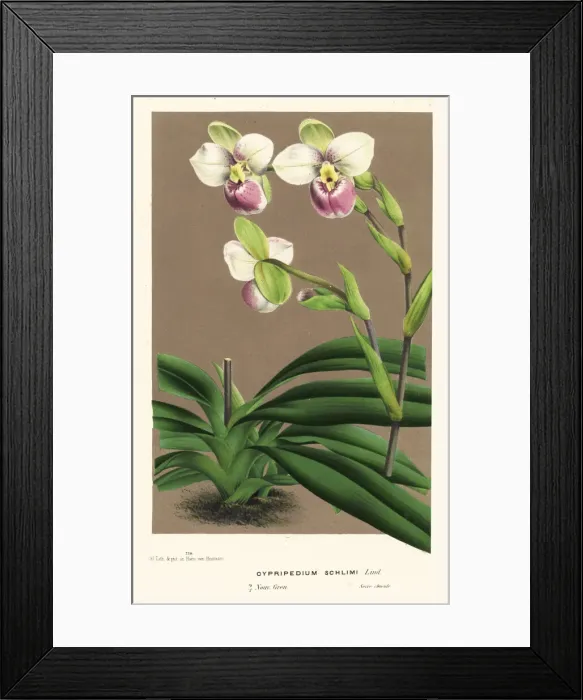 Framed Print : Slipper orchid, Phragmipedium schlimii Framed Print : Slipper orchid, Phragmipedium schlimii