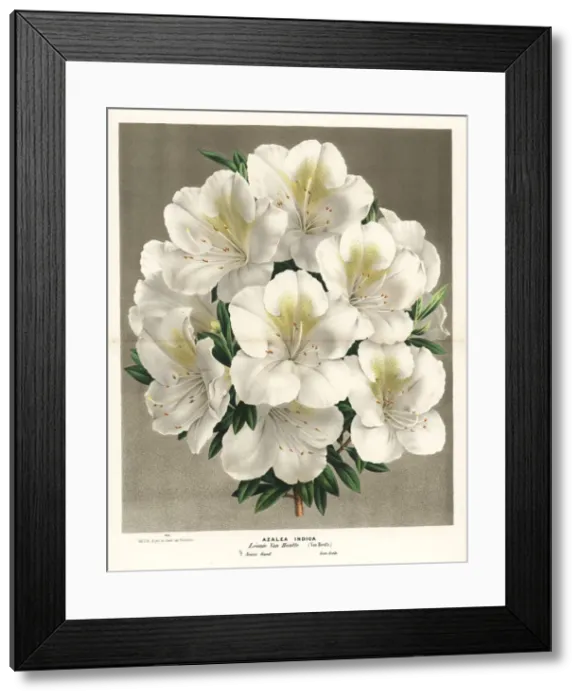 Framed Print : Azalea hybrid, Rhododendron indicum Framed Print : Azalea hybrid, Rhododendron indicum