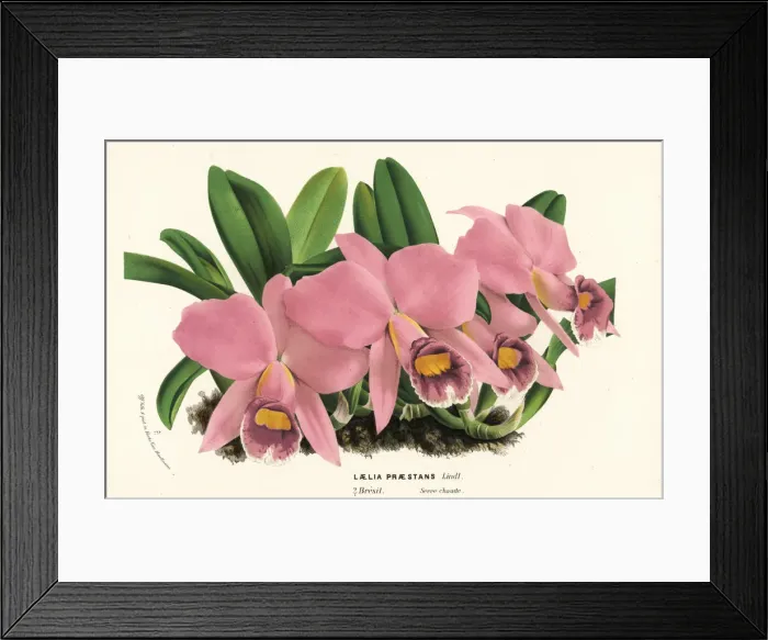 Framed Print : Cattleya praestans orchid Framed Print : Cattleya praestans orchid