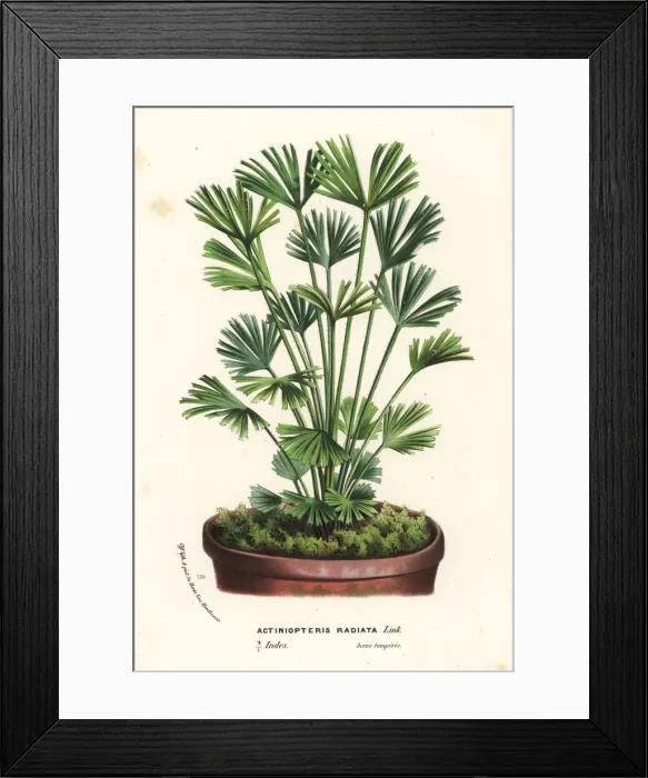 Framed Print : Ray fern, Actiniopteris radiata Framed Print : Ray fern, Actiniopteris radiata