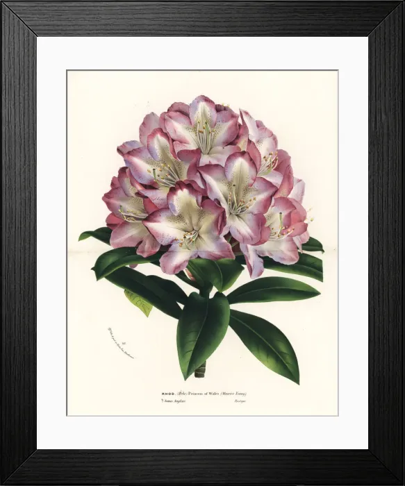 Framed Print : Rhododendron hybrid, Princess of Wales Framed Print : Rhododendron hybrid, Princess of Wales