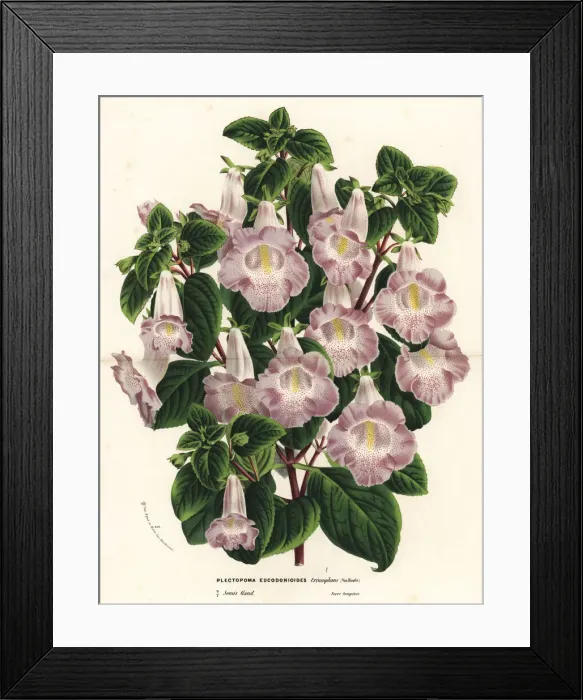 Framed Print : Hybrid Plectopoma x eucodonioides triumphans Framed Print : Hybrid Plectopoma x eucodonioides triumphans
