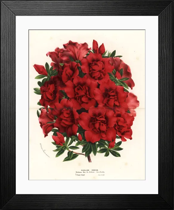 Framed Print : Azalea hybrid, Madame Iris le Febvre, Rhododendron indicum Framed Print : Azalea hybrid, Madame Iris le Febvre, Rhododendron indicum