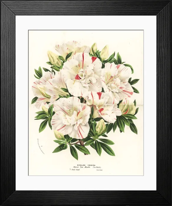 Framed Print : Azalea hybrid, Marie Van Houtte, Rhododendron indicum Framed Print : Azalea hybrid, Marie Van Houtte, Rhododendron indicum