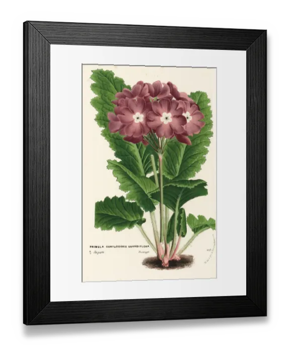 Framed Print : Cortusa primrose, Primula cortusoides Framed Print : Cortusa primrose, Primula cortusoides