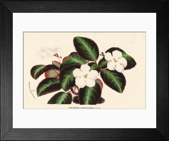 Framed Print : Flame violet, Episcia lilacina Framed Print : Flame violet, Episcia lilacina