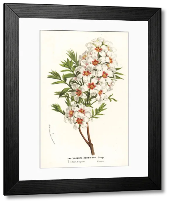 Framed Print : Chinese flowering chestnut, Xanthoceras sorbifolia Framed Print : Chinese flowering chestnut, Xanthoceras sorbifolia