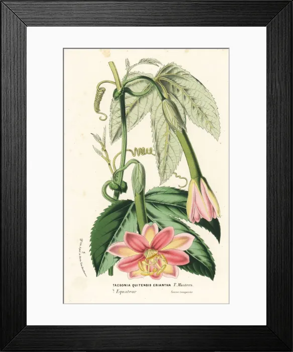 Framed Print : Curuba passionflower, Passiflora mixta Framed Print : Curuba passionflower, Passiflora mixta