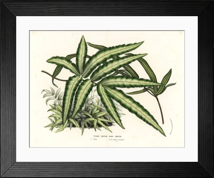 Framed Print : Cretan brake fern, Pteris cretica Framed Print : Cretan brake fern, Pteris cretica