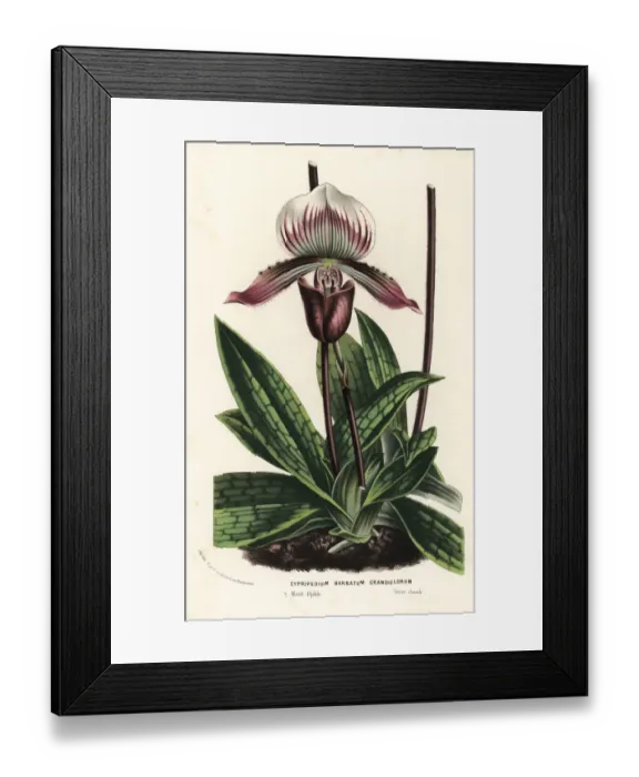 Framed Print : Venus slipper orchid, Paphiopedilum barbatum Framed Print : Venus slipper orchid, Paphiopedilum barbatum