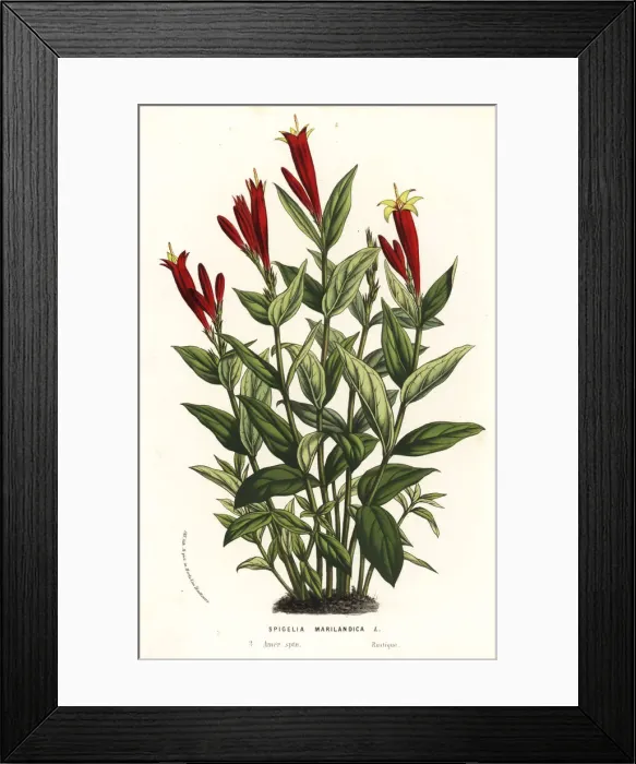Framed Print : Indian pink or woodland pinkroot, Spigelia marilandica Framed Print : Indian pink or woodland pinkroot, Spigelia marilandica