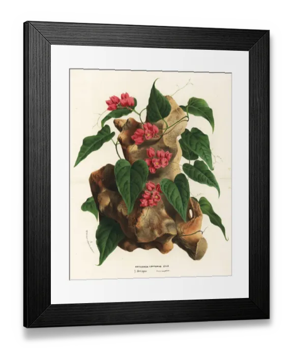 Framed Print : Mexican creeper, Antigonon leptopus Framed Print : Mexican creeper, Antigonon leptopus