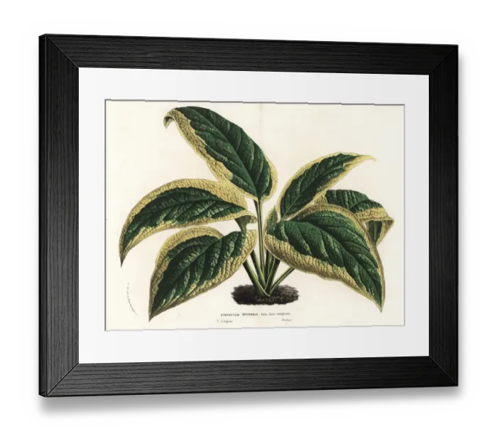 Framed Print : Comfrey, Symphytum officinale Framed Print : Comfrey, Symphytum officinale