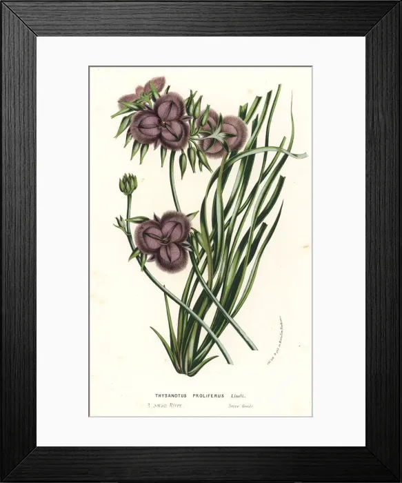 Framed Print : Thysanotus multiflorus Framed Print : Thysanotus multiflorus
