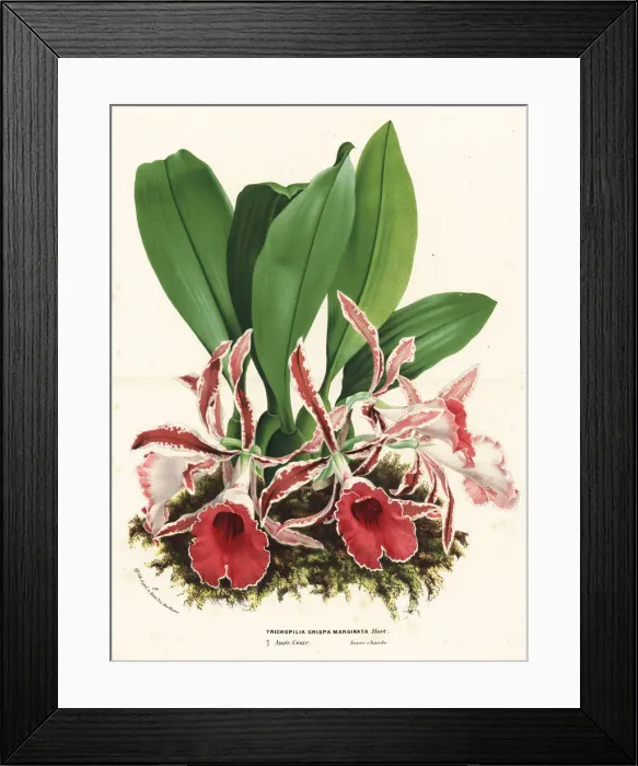Framed Print : Rimmed trichopilia orchid, Trichopilia marginata Framed Print : Rimmed trichopilia orchid, Trichopilia marginata