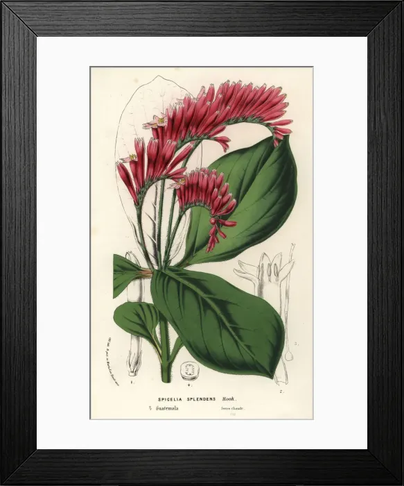 Framed Print : Spigelia splendens Framed Print : Spigelia splendens