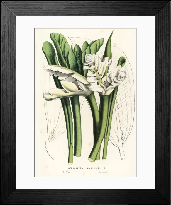 Framed Print : Cape pondweed, Aponogeton distachyos Framed Print : Cape pondweed, Aponogeton distachyos