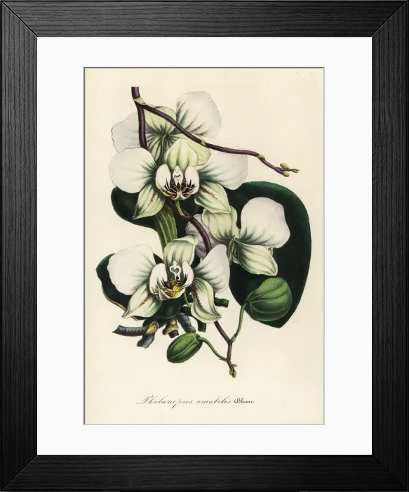 Framed Print : Moth orchid, Phalaenopsis amabilis Framed Print : Moth orchid, Phalaenopsis amabilis
