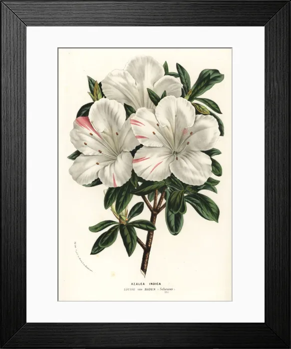 Framed Print : Azalea indica, Louise von Baden variety, Rhodonendron Framed Print : Azalea indica, Louise von Baden variety, Rhodonendron