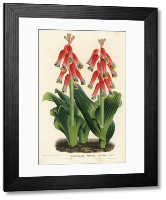 Framed Print : Cape cowslip, Lachenalia bulbifera Framed Print : Cape cowslip, Lachenalia bulbifera