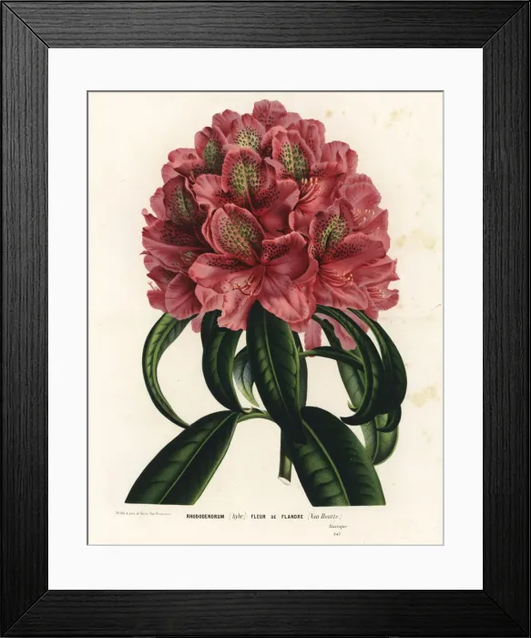 Framed Print : Rhododendrum hybrid, Fleur de Flandre, Rhododendron ponticum Framed Print : Rhododendrum hybrid, Fleur de Flandre, Rhododendron ponticum
