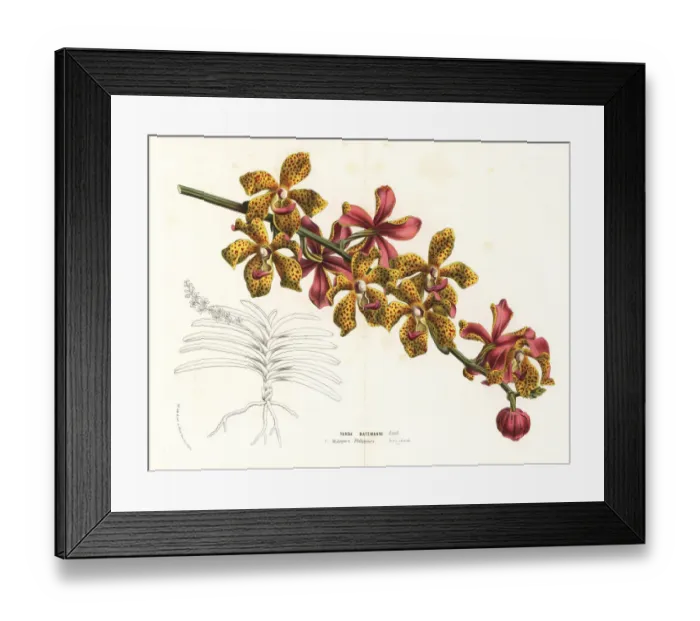 Framed Print : Vandopsis lissochiloides orchid Framed Print : Vandopsis lissochiloides orchid