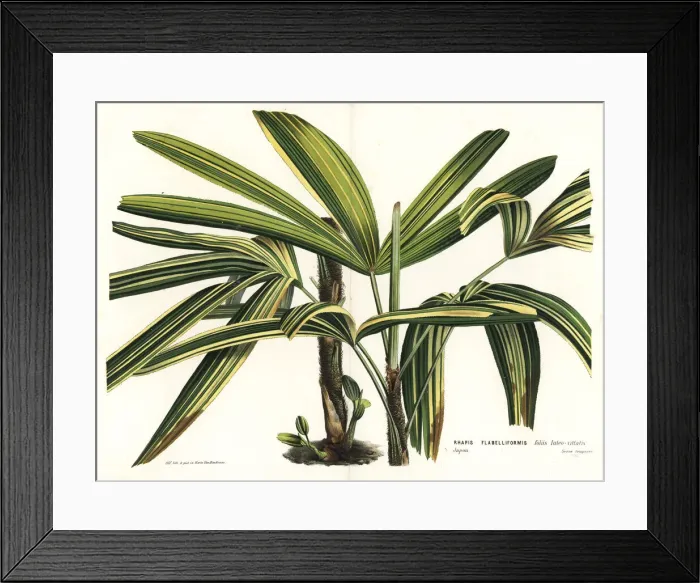 Framed Print : Broadleaf lady palm, Rhapis excelsa Framed Print : Broadleaf lady palm, Rhapis excelsa