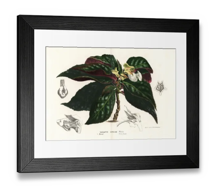 Framed Print : Sinningia carolinae Framed Print : Sinningia carolinae