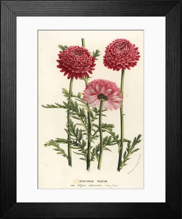 Framed Print : Painted daisy, Chrysanthemum coccineum var