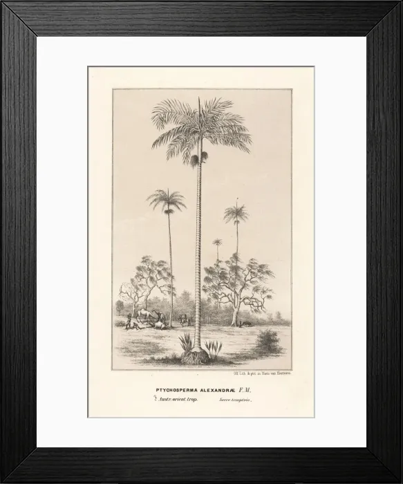 Framed Print : King Alexander palm Archontophoenix alexandrae Framed Print : King Alexander palm Archontophoenix alexandrae