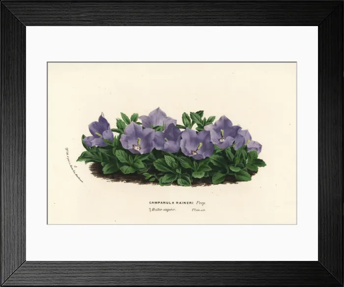 Framed Print : Rainers bellflower, Campanula raineri Framed Print : Rainers bellflower, Campanula raineri