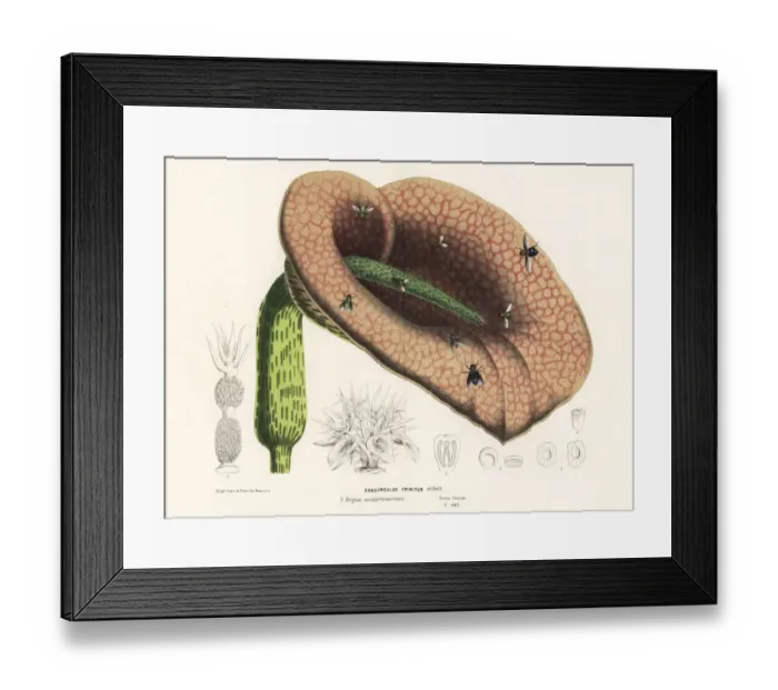 Framed Print : Dead horse arum lily, Helicodiceros muscivorus Framed Print : Dead horse arum lily, Helicodiceros muscivorus
