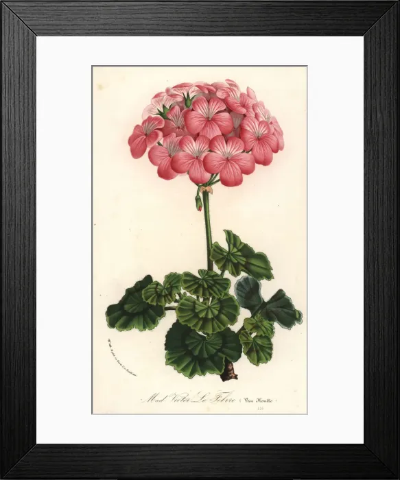 Framed Print : Geranium cultivar, Pelargonium zonale Framed Print : Geranium cultivar, Pelargonium zonale