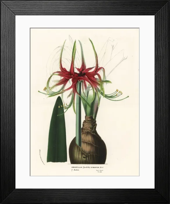 Framed Print : Hippeastrum cybister Framed Print : Hippeastrum cybister