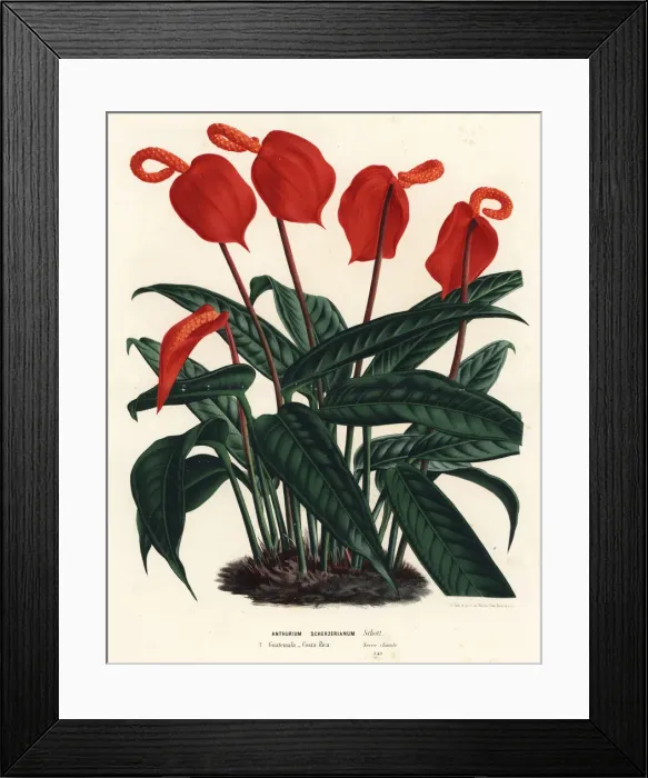 Framed Print : Flamingo flower, Anthurium scherzerianum Framed Print : Flamingo flower, Anthurium scherzerianum