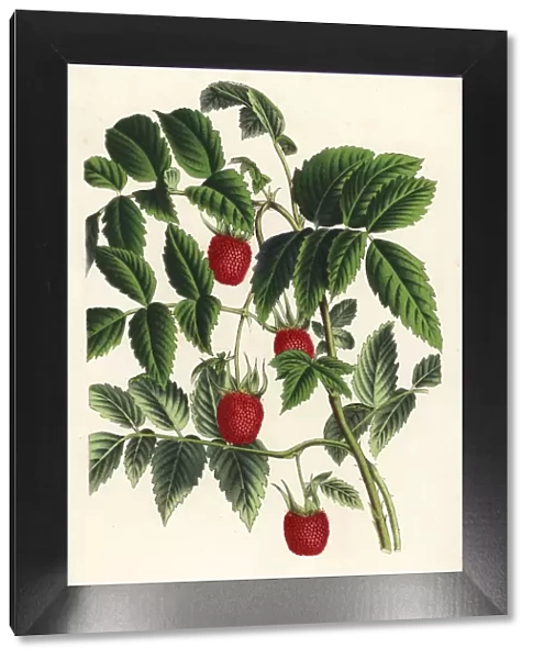 Roseleaf bramble or West Indian raspberry, Rubus rosifolius