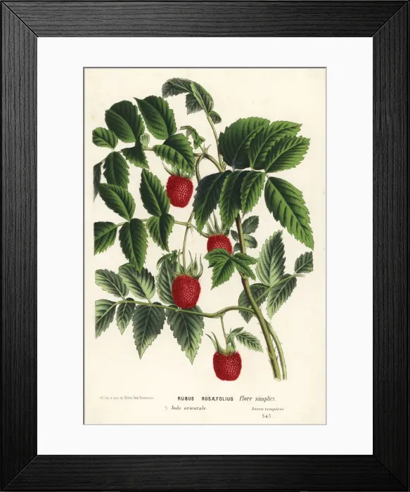 Framed Print : Roseleaf bramble or West Indian raspberry, Rubus rosifolius Framed Print : Roseleaf bramble or West Indian raspberry, Rubus rosifolius