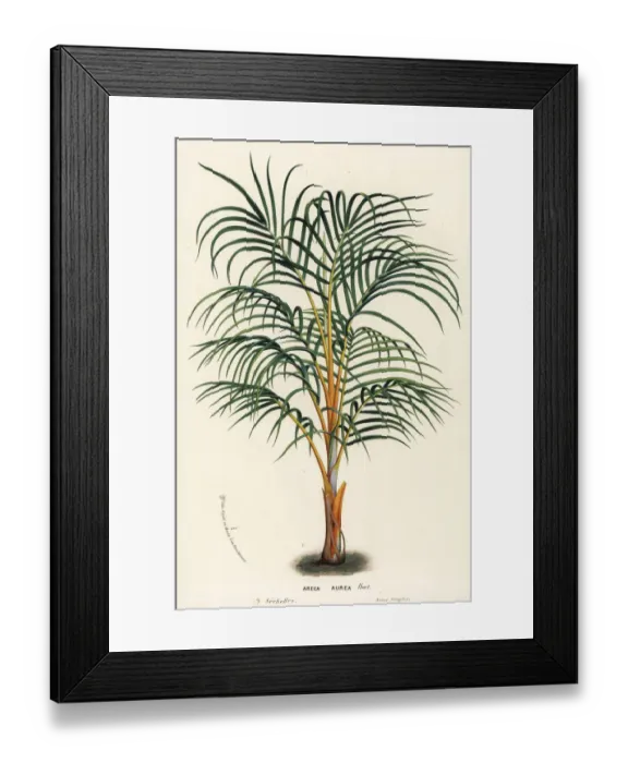 Framed Print : Princess palm, Dictyosperma album var. aureum Framed Print : Princess palm, Dictyosperma album var. aureum