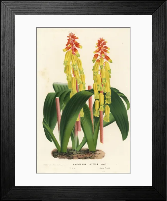 Framed Print : Opal flower, Lachenalia aloides var. aloides Framed Print : Opal flower, Lachenalia aloides var. aloides