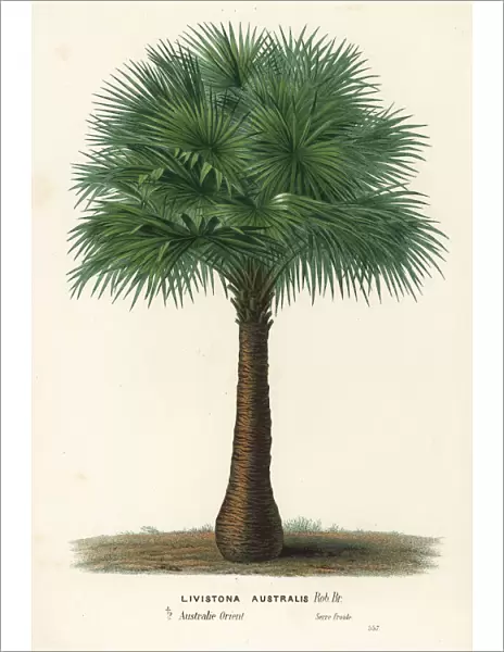 Cabbage-tree palm, Livistona australis